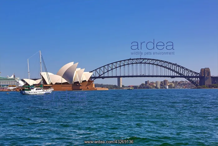 : Sydney Opera House and Harbour Bridge, Sydney, New : Sydney Opera House and Harbour Bridge, Sydney, New
