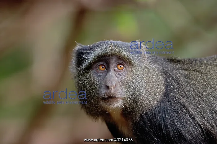 : Sykes or Blue Monkey, Cercopithecus mitis : Sykes or Blue Monkey, Cercopithecus mitis