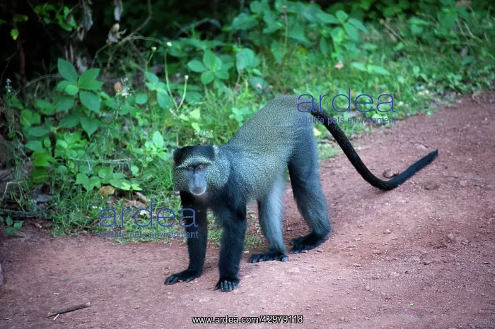 : Sykes Monkey : Sykes Monkey