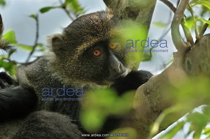: Sykes monkey / Blue Monkey / Diademed Monkey / Kolb's : Sykes monkey / Blue Monkey / Diademed Monkey / Kolb's