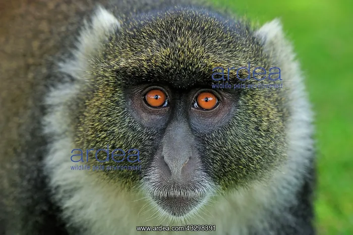 : Sykes monkey / Blue Monkey / Diademed Monkey Mount : Sykes monkey / Blue Monkey / Diademed Monkey Mount