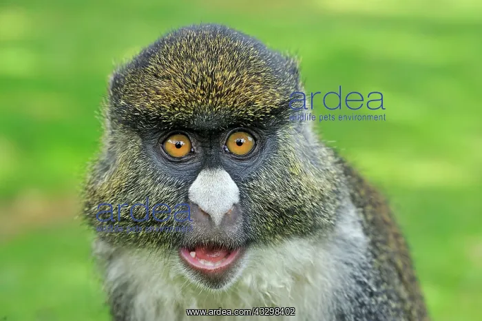 : Sykes Monkey x Red-tailed Monkey - hybrid - controlled : Sykes Monkey x Red-tailed Monkey - hybrid - controlled