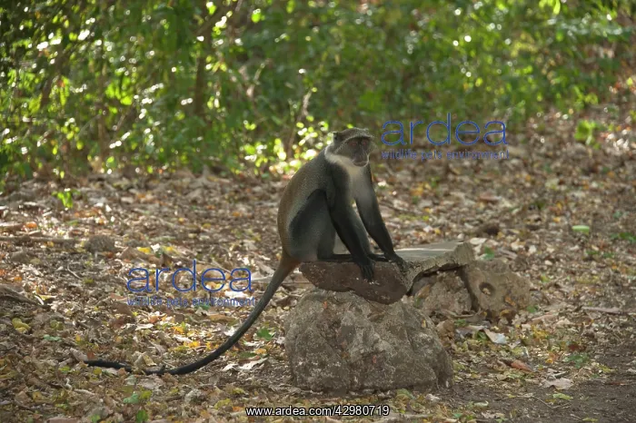 : Sykes / White-throated / Samango Monkey : Sykes / White-throated / Samango Monkey