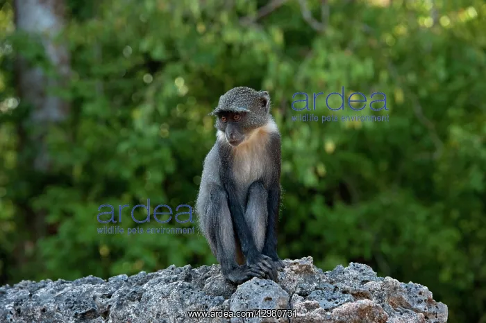: Sykes / White-throated / Samango Monkey : Sykes / White-throated / Samango Monkey