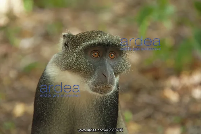 : Sykes / White-throated / Samango Monkey - Gede : Sykes / White-throated / Samango Monkey - Gede