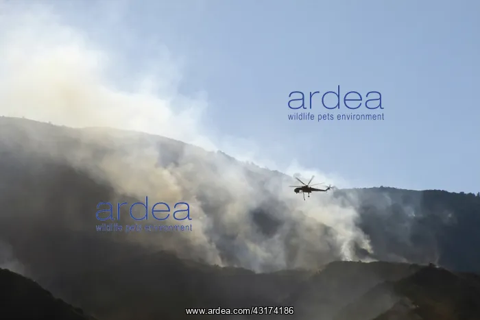 : Sylmar Wildfire : Sylmar Wildfire