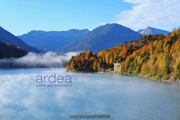 : Sylvensteinsee with flood drainage tunnel, in autumn : Sylvensteinsee with flood drainage tunnel, in autumn