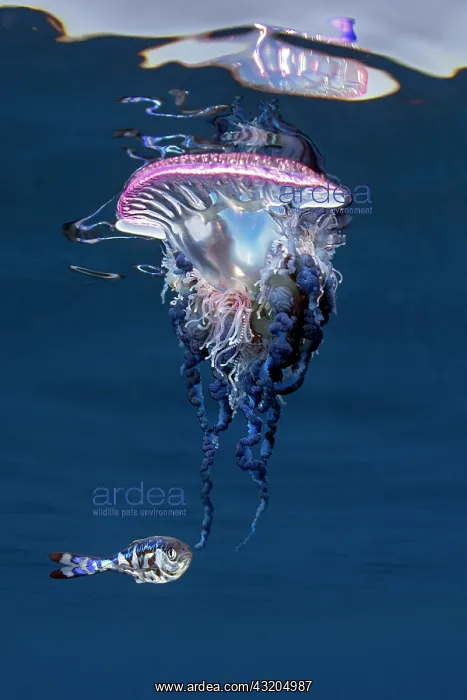 : Symbiosis, Mutualism: Portuguese caravel or Portuguese : Symbiosis, Mutualism: Portuguese caravel or Portuguese