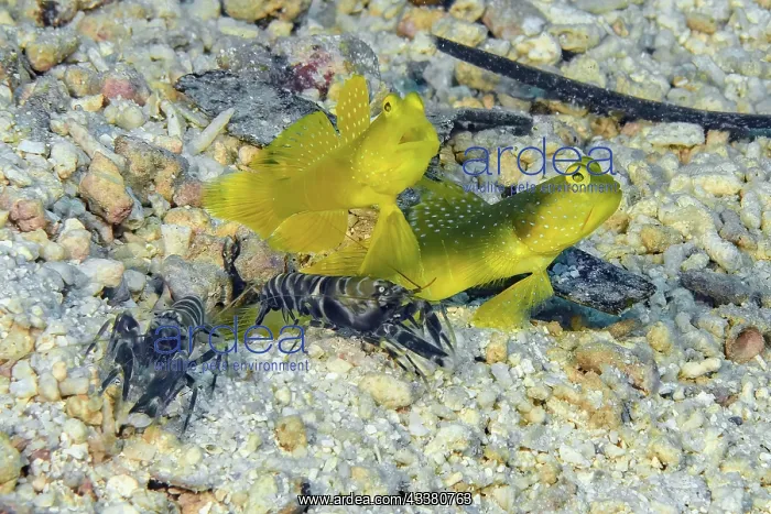 : Symbiotic behaviour of pair of yellow prawn-goby ( : Symbiotic behaviour of pair of yellow prawn-goby (