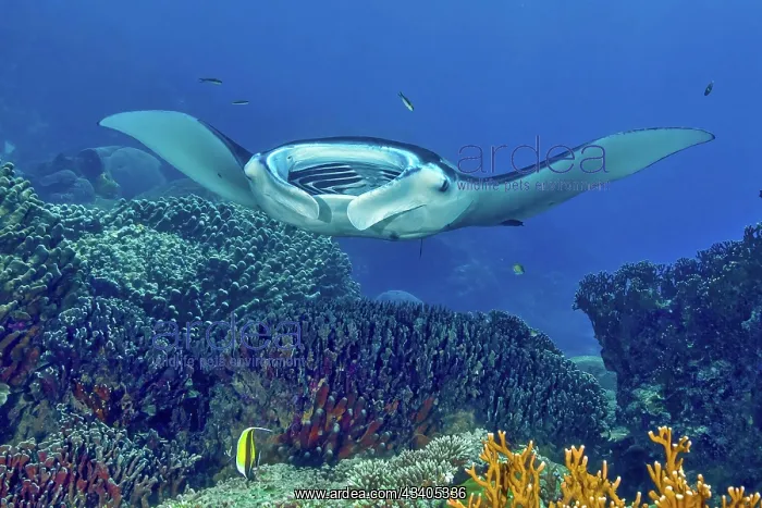 : Symbiotic behaviour Symbiosis of reef manta ray ( : Symbiotic behaviour Symbiosis of reef manta ray (