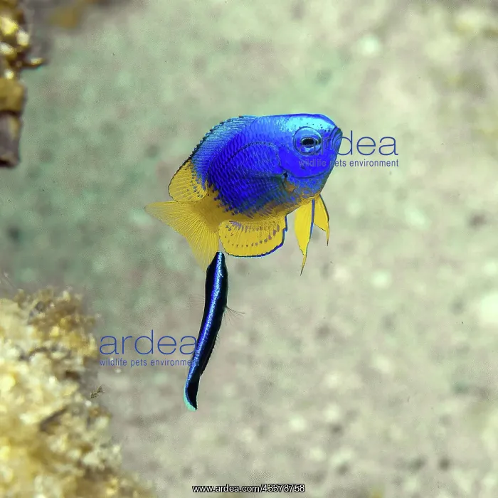 : Symbiotic behaviour Symbiosis of small damselfish : Symbiotic behaviour Symbiosis of small damselfish