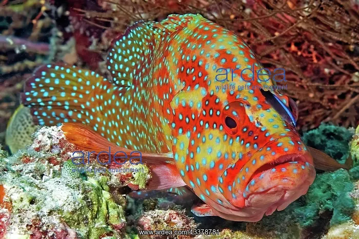 : Symbiotic behaviour Symbiosis of vermillion seabass : Symbiotic behaviour Symbiosis of vermillion seabass