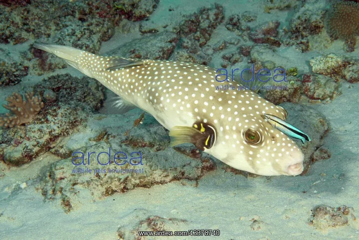 : Symbiotic behaviour Symbiosis of white-spotted puffer : Symbiotic behaviour Symbiosis of white-spotted puffer