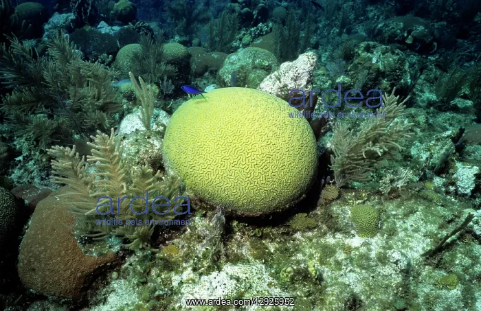 : Symmetrical Brain Coral : Symmetrical Brain Coral