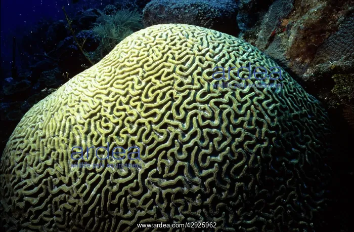 : Symmetrical Brain Coral : Symmetrical Brain Coral