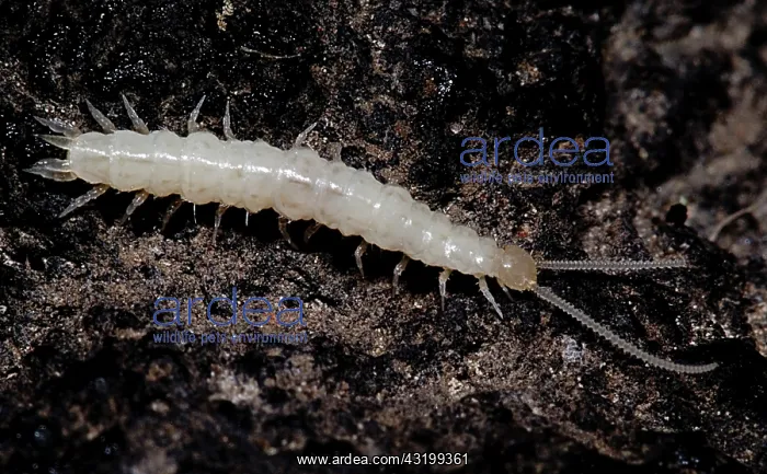 : Symphylans are arthropods that look similar to centipedes but are not : Symphylans are arthropods that look similar to centipedes but are not