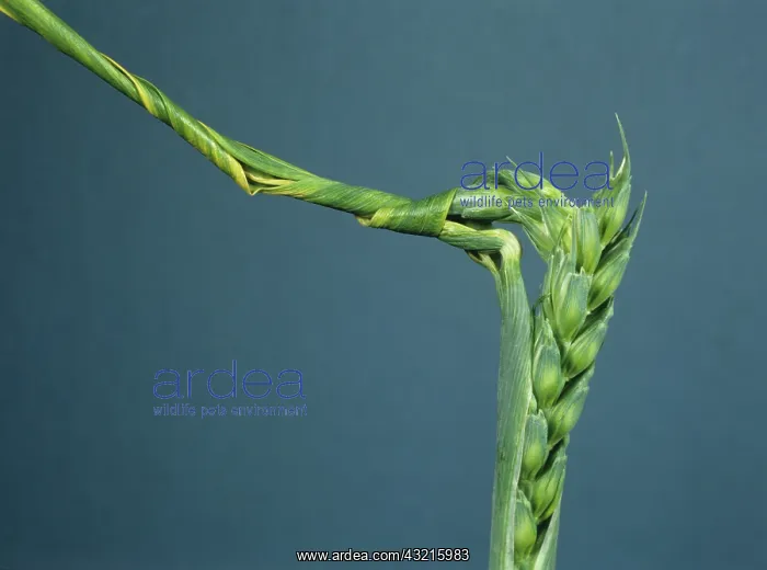 : Symptoms of Copper Deficiency in Wheat : Symptoms of Copper Deficiency in Wheat