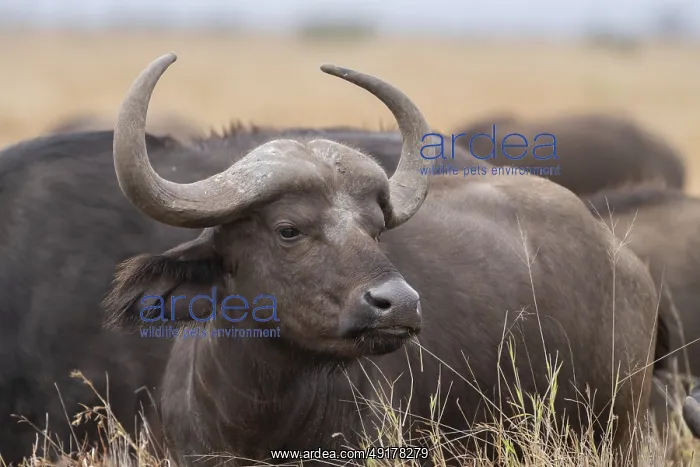 : Syncerus caffe, Kruger National Park, South Africa : Syncerus caffe, Kruger National Park, South Africa