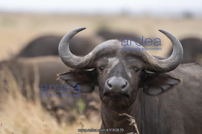 : Syncerus caffe, Kruger National Park, South Africa : Syncerus caffe, Kruger National Park, South Africa