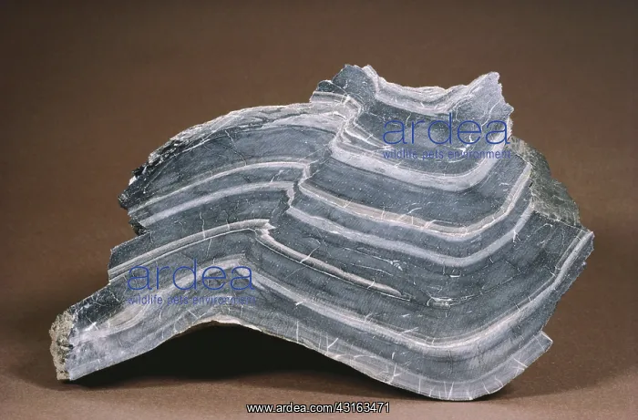 : Synclinal Fold : Synclinal Fold