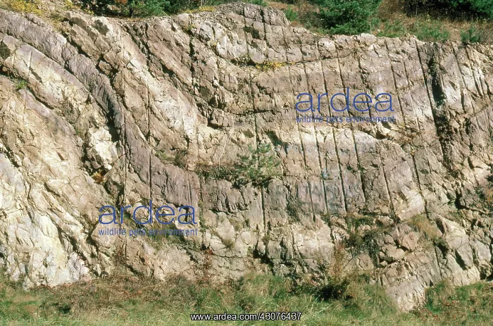 : Syncline fold in sandstone beds in western New Jersey : Syncline fold in sandstone beds in western New Jersey