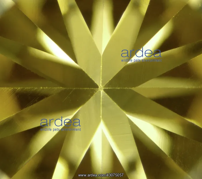 : Synthetic Diamond : Synthetic Diamond