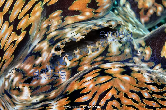 : Syphon of giant clam (Tridacna gigas), Clam meat : Syphon of giant clam (Tridacna gigas), Clam meat