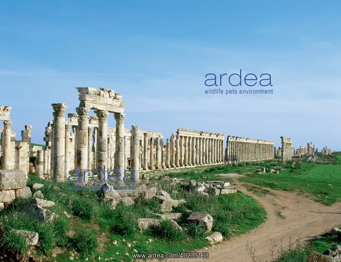 : SYRIA. APAMEA (Afamia). Colonnade in Cardo : SYRIA. APAMEA (Afamia). Colonnade in Cardo