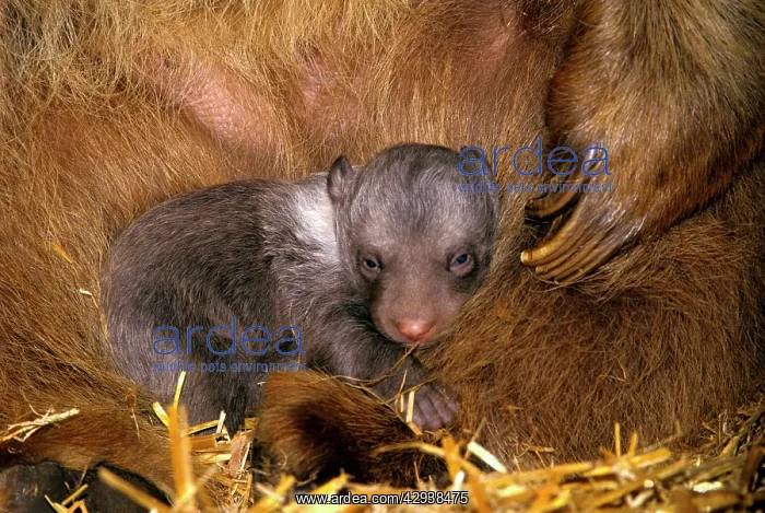 : Syrian Brown Bear - Few week old cub cuddles into : Syrian Brown Bear - Few week old cub cuddles into
