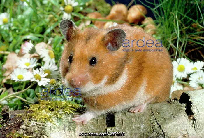 : Syrian / Golden HAMSTER : Syrian / Golden HAMSTER