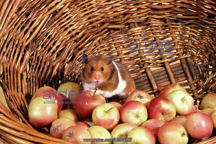 : Syrian / Golden HAMSTER : Syrian / Golden HAMSTER