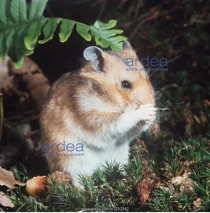 : Syrian / Golden HAMSTER : Syrian / Golden HAMSTER