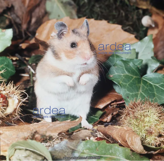 : Syrian / Golden HAMSTER : Syrian / Golden HAMSTER
