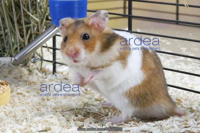 : Syrian or Golden Hamster (Mesocricetus auratus) : Syrian or Golden Hamster (Mesocricetus auratus)