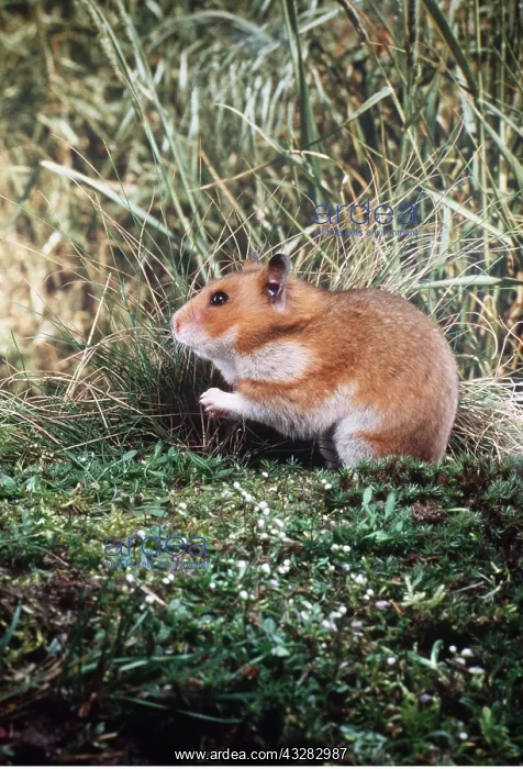 : Syrian / Golden HAMSTER - on mossy wood : Syrian / Golden HAMSTER - on mossy wood