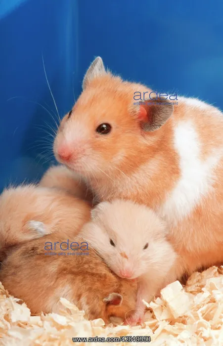  : Syrian  /  Golden HAMSTER with young