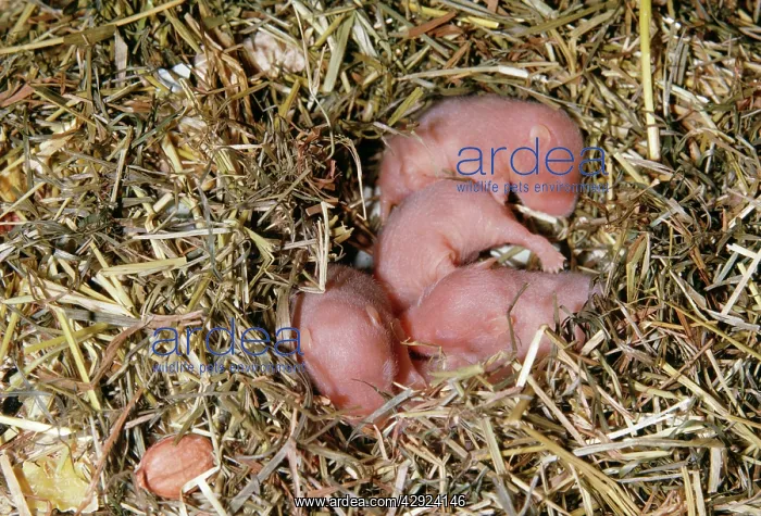  : Syrian  /  Golden HAMSTERS - 7 days old young in straw bedding