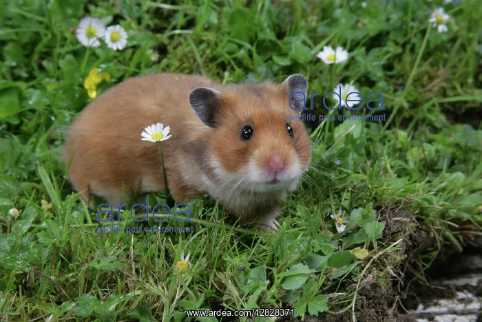 : Syrian Hamster : Syrian Hamster