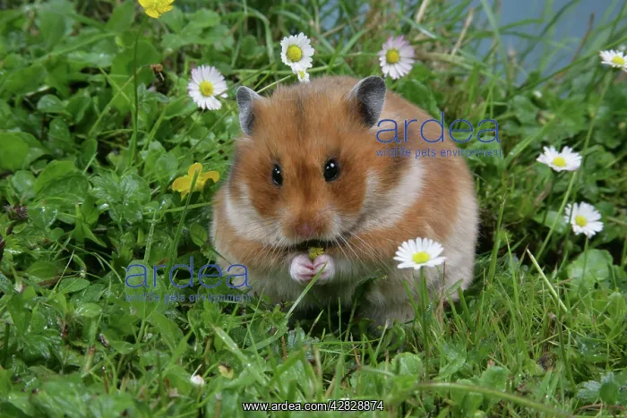 : Syrian Hamster : Syrian Hamster