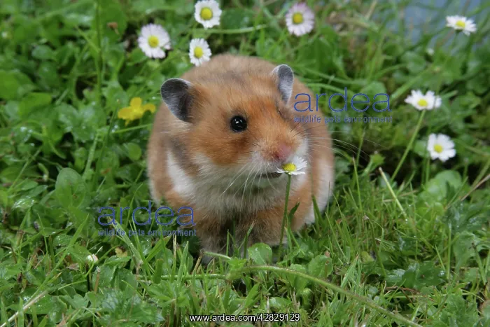 : Syrian Hamster : Syrian Hamster