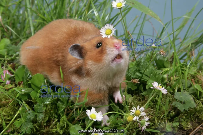 : Syrian Hamster : Syrian Hamster