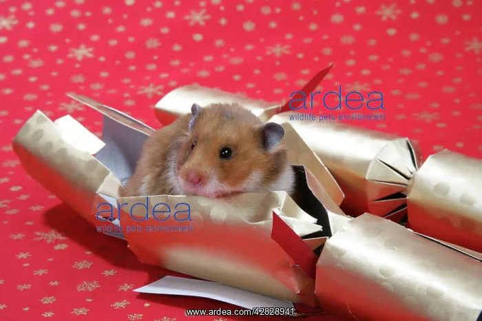 : Syrian Hamster in Christmas cracker : Syrian Hamster in Christmas cracker
