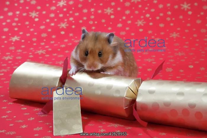: Syrian Hamster with Christmas cracker : Syrian Hamster with Christmas cracker