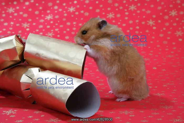 : Syrian Hamster with Christmas crackers : Syrian Hamster with Christmas crackers