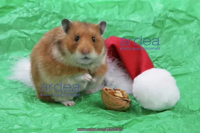 : Syrian Hamster with Christmas hat & walnut : Syrian Hamster with Christmas hat & walnut
