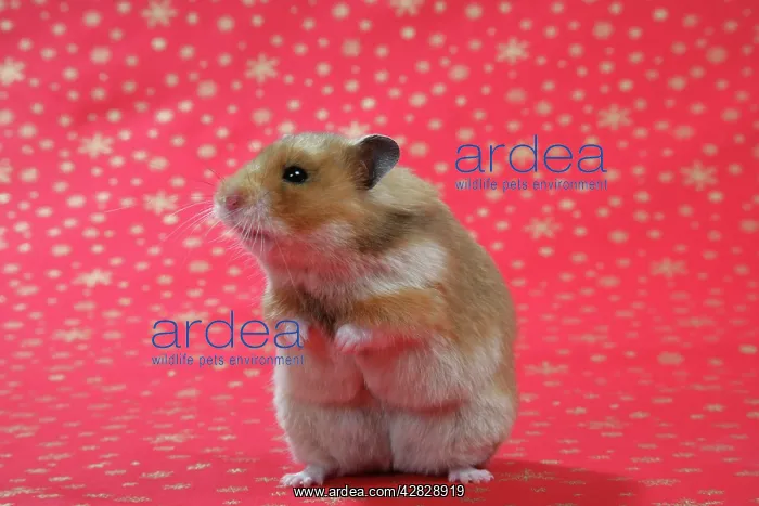 : Syrian Hamster on Christmas material : Syrian Hamster on Christmas material