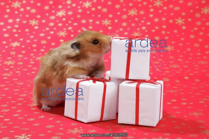 : Syrian Hamster with Christmas presents : Syrian Hamster with Christmas presents