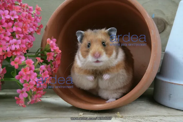 : Syrian Hamster in flowerpot : Syrian Hamster in flowerpot
