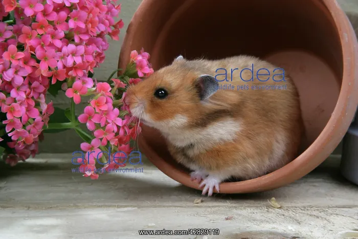 : Syrian Hamster in flowerpot : Syrian Hamster in flowerpot