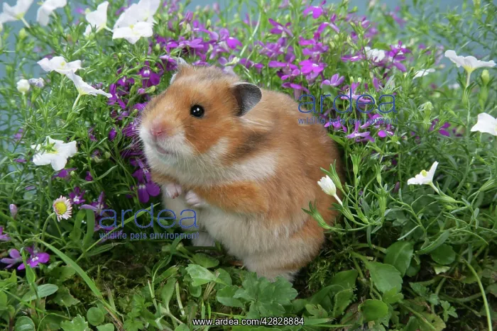 : Syrian Hamster in flowers : Syrian Hamster in flowers